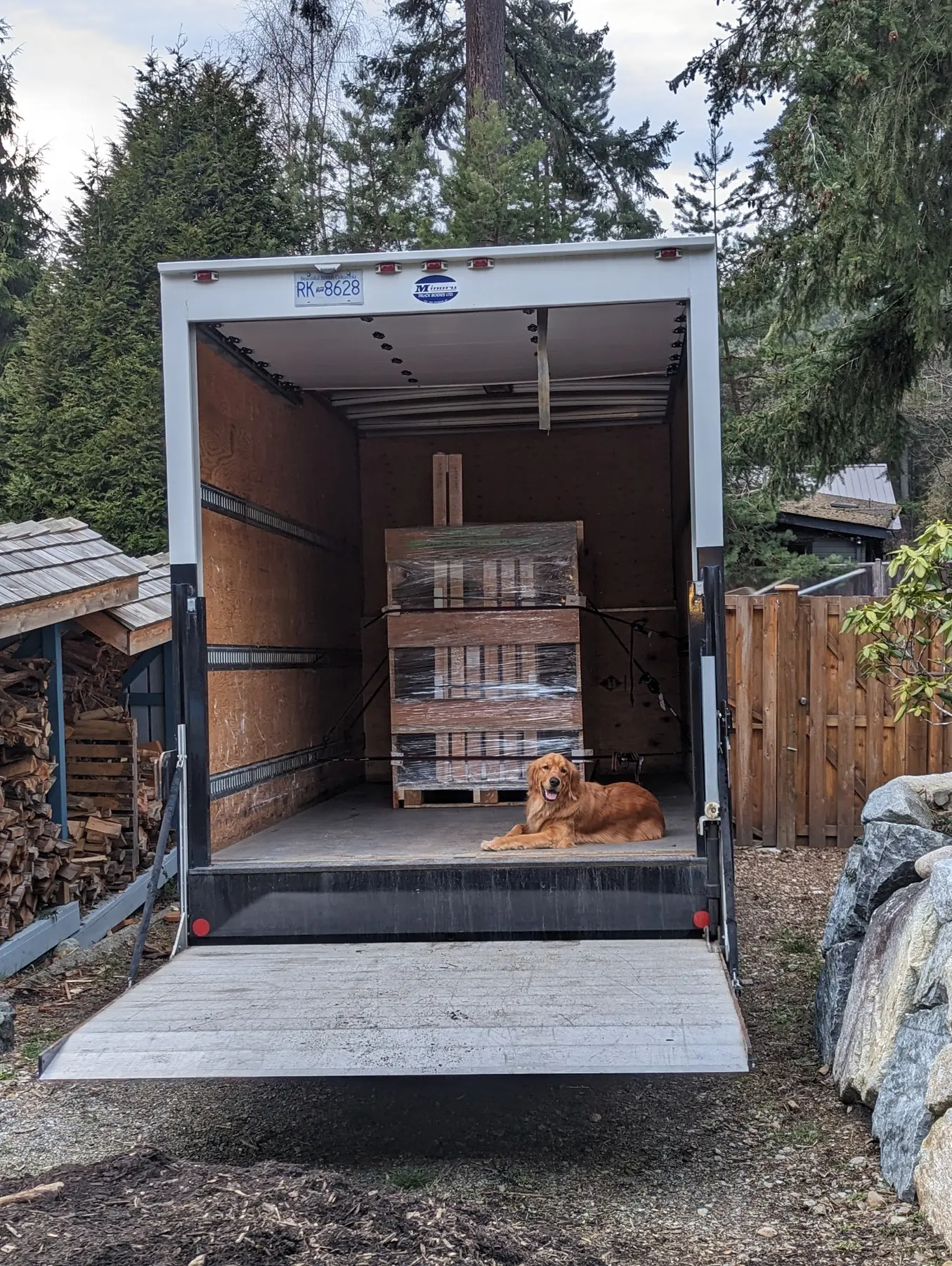 Golden retriever sitting beside secured Fenstür window crates in a delivery truck